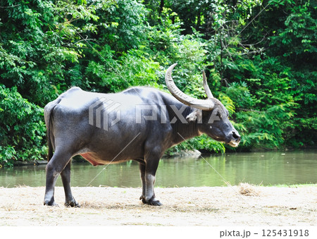 Mammal animal, Thai buffalo in grass field 125431918