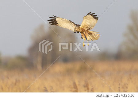 Western marsh harrier (Circus aeruginosus) soaring above golden reeds during a serene morning in a natural habitat Western marsh harrier (Circus aeruginosus) soaring above golden reeds during a serene morning in a natural habitat 125432516