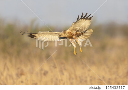 Western marsh harrier (Circus aeruginosus) soaring above golden reeds during a serene morning in a natural habitat 125432517
