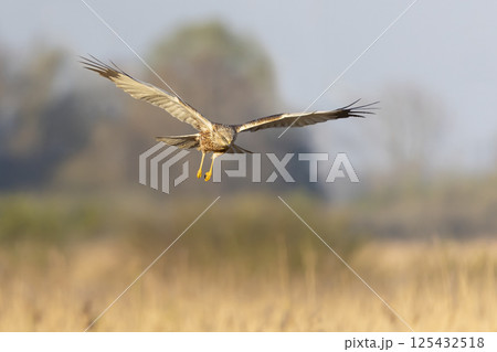 Western marsh harrier (Circus aeruginosus) soaring above golden reeds during a serene morning in a natural habitat 125432518
