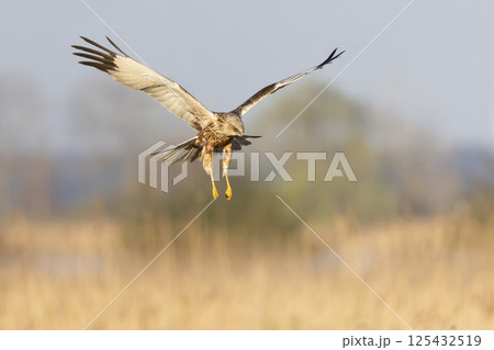 Western marsh harrier (Circus aeruginosus) soaring above golden reeds during a serene morning in a natural habitat Western marsh harrier (Circus aeruginosus) soaring above golden reeds during a serene morning in a natural habitat 125432519
