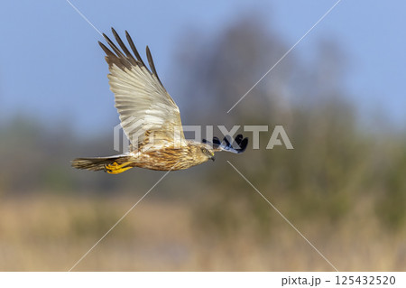 Western marsh harrier (Circus aeruginosus) soaring above golden reeds during a serene morning in a natural habitat Western marsh harrier (Circus aeruginosus) soaring above golden reeds during a serene morning in a natural habitat 125432520
