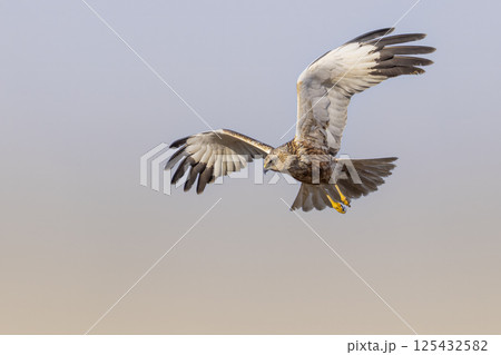Majestic western marsh harrier (Circus aeruginosus) soars above open field during golden hour in a clear blue sky Majestic western marsh harrier (Circus aeruginosus) soars above open field during golden hour in a clear blue sky 125432582