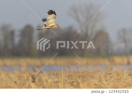 Majestic western marsh harrier (Circus aeruginosus) soaring over wetlands during golden hour near a tranquil river landscape Majestic western marsh harrier (Circus aeruginosus) soaring over wetlands during golden hour near a tranquil river landscape 125432583