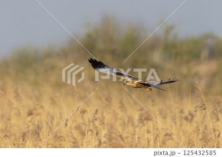 Western marsh harrier (Circus aeruginosus) soaring above golden reeds during a serene morning in a natural habitat 125432585