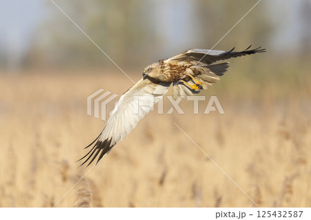 Western marsh harrier (Circus aeruginosus) soaring above golden reeds during a serene morning in a natural habitat Western marsh harrier (Circus aeruginosus) soaring above golden reeds during a serene morning in a natural habitat 125432587