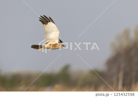 Western marsh harrier (Circus aeruginosus) soaring above golden reeds during a serene morning in a natural habitat Western marsh harrier (Circus aeruginosus) soaring above golden reeds during a serene morning in a natural habitat 125432598