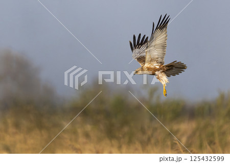 Western marsh harrier (Circus aeruginosus) soaring above golden reeds during a serene morning in a natural habitat Western marsh harrier (Circus aeruginosus) soaring above golden reeds during a serene morning in a natural habitat 125432599