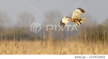 Western marsh harrier (Circus aeruginosus) skillfully soaring and gathering twigs in a golden marsh during the golden hour light 125432602