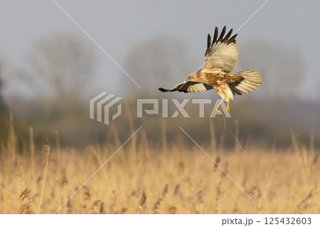 Western marsh harrier (Circus aeruginosus) skillfully soaring and gathering twigs in a golden marsh during the golden hour light 125432603
