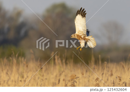 Western marsh harrier (Circus aeruginosus) skillfully soaring and gathering twigs in a golden marsh during the golden hour light 125432604