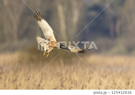 Western marsh harrier (Circus aeruginosus) hunting in golden reeds during sunset over tranquil marshland 125432616