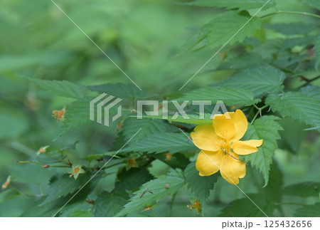 草村のヤマブキの花 草村のヤマブキの花 125432656