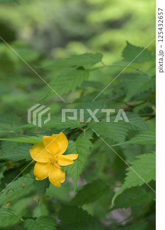草村のヤマブキの花 草村のヤマブキの花 125432657
