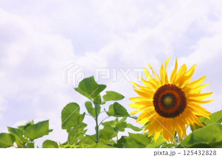 夏の空に咲く向日葵 125432828
