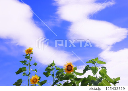 夏の空に咲く向日葵 125432829