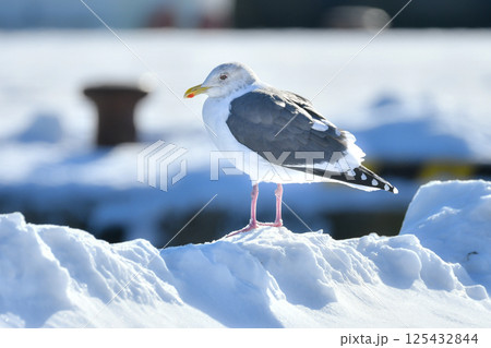 冬の北海道の青い海、青い空をバックに飛ぶ野鳥、優雅な白い美しいオオセグロカモメ 冬の北海道の青い海、青い空をバックに飛ぶ野鳥、優雅な白い美しいオオセグロカモメ 125432844