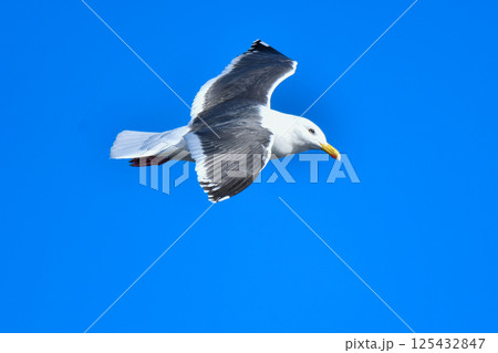 冬の北海道の青い海、青い空をバックに飛ぶ野鳥、優雅な白い美しいオオセグロカモメ 125432847