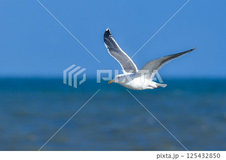 冬の北海道の青い海、青い空をバックに飛ぶ野鳥、優雅な白い美しいオオセグロカモメ 冬の北海道の青い海、青い空をバックに飛ぶ野鳥、優雅な白い美しいオオセグロカモメ 125432850