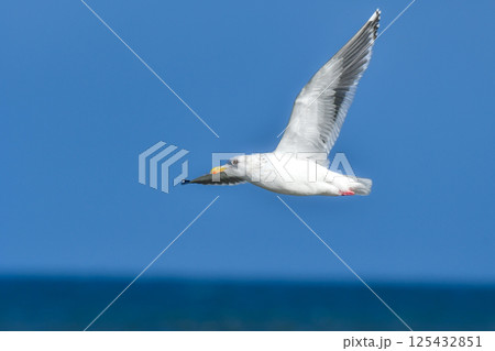 冬の北海道の青い海、青い空をバックに飛ぶ野鳥、優雅な白い美しいオオセグロカモメ 125432851