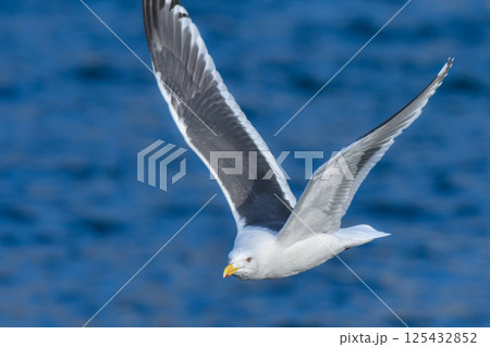 冬の北海道の青い海、青い空をバックに飛ぶ野鳥、優雅な白い美しいオオセグロカモメ 冬の北海道の青い海、青い空をバックに飛ぶ野鳥、優雅な白い美しいオオセグロカモメ 125432852
