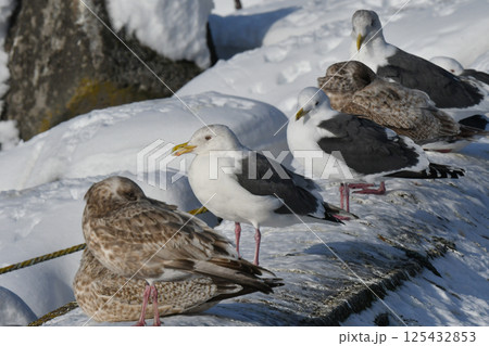 冬の北海道の青い海、青い空をバックに飛ぶ野鳥、優雅な白い美しいオオセグロカモメ 冬の北海道の青い海、青い空をバックに飛ぶ野鳥、優雅な白い美しいオオセグロカモメ 125432853