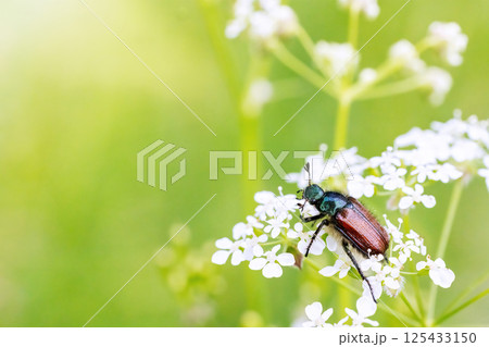 Phyllopertha horticola, the garden chafer or garden foliage beetle, 125433150