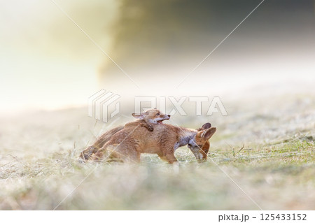 Cute pair of two red foxes playing in the field. 125433152