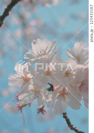青空に映える桜 青空に映える桜 125433167