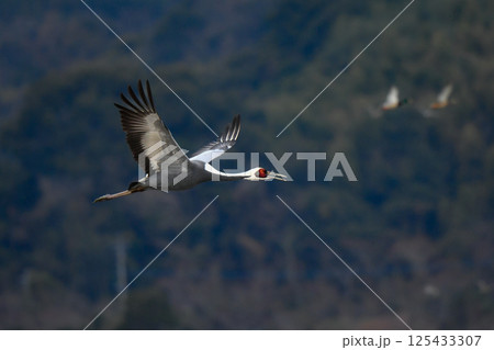 冬に九州鹿児島に群れで訪れる、天然記念物の美しい日本の野鳥マナヅル 冬に九州鹿児島に群れで訪れる、天然記念物の美しい日本の野鳥マナヅル 125433307
