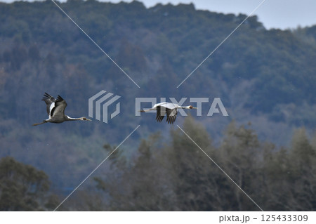 冬に九州鹿児島に群れで訪れる、天然記念物の美しい日本の野鳥マナヅル 125433309