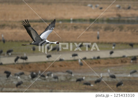冬に九州鹿児島に群れで訪れる、天然記念物の美しい日本の野鳥マナヅル 125433310