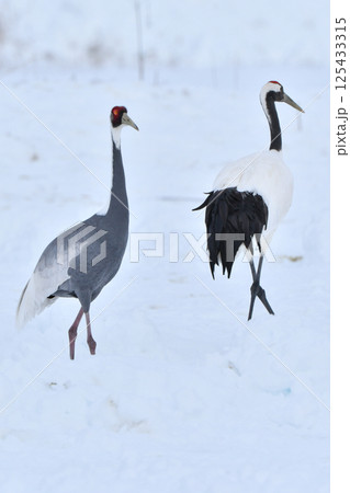 冬に九州鹿児島に群れで訪れる、天然記念物の美しい日本の野鳥マナヅル 125433315