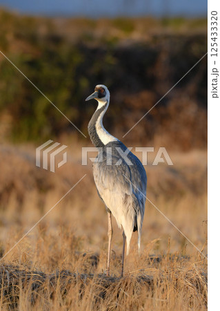 冬に九州鹿児島に群れで訪れる、天然記念物の美しい日本の野鳥マナヅル 冬に九州鹿児島に群れで訪れる、天然記念物の美しい日本の野鳥マナヅル 125433320