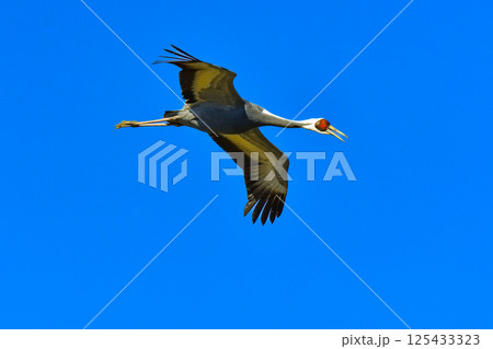 冬に九州鹿児島に群れで訪れる、天然記念物の美しい日本の野鳥マナヅル 冬に九州鹿児島に群れで訪れる、天然記念物の美しい日本の野鳥マナヅル 125433323