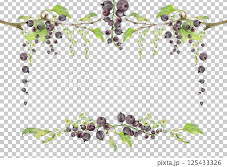 Currant gooseberry green leaves, long flower clusters, garden berry hanging on branches. Isolated corner frame hand drawn in watercolor. Craft cosmetics, dessert menu stationery, jam jar food labels 125433326