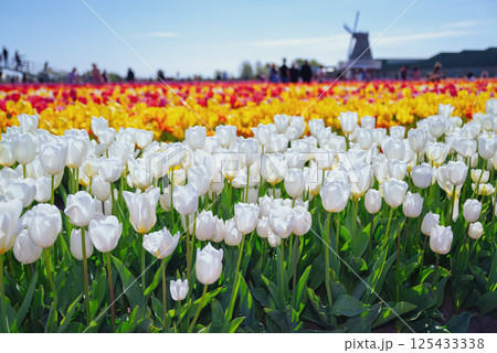 Famous tulip fields in the Netherlands. Beautiful tulip fields in spring. Famous tulip fields in the Netherlands. Beautiful tulip fields in spring. 125433338