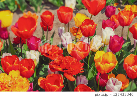 Famous tulip fields in the Netherlands. Beautiful tulip fields in spring. 125433340