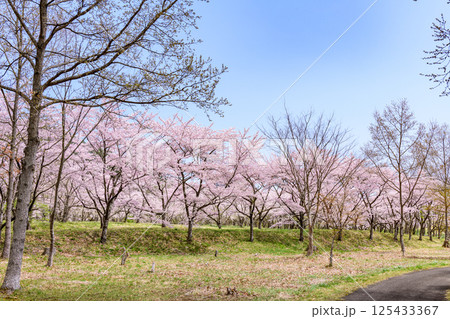 蔵王山麓 七ヶ宿ダム公園　春 125433367