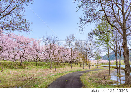 蔵王山麓 七ヶ宿ダム公園　春 125433368