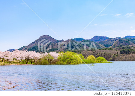 蔵王山麓 七ヶ宿ダム公園　春 125433375