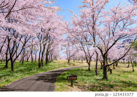 蔵王山麓 七ヶ宿ダム公園　春 125433377