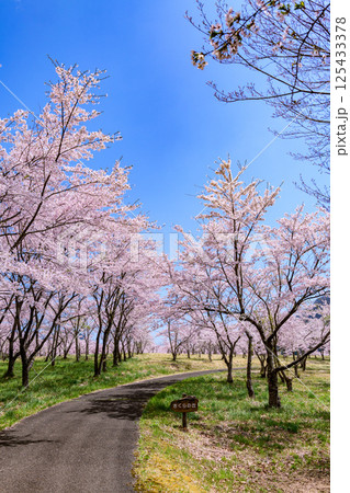 蔵王山麓 七ヶ宿ダム公園　春 125433378