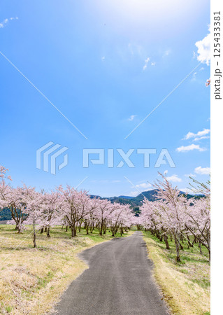 蔵王山麓 七ヶ宿ダム公園 春 蔵王山麓 七ヶ宿ダム公園 春 125433381