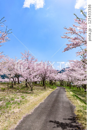 蔵王山麓 七ヶ宿ダム公園　春 125433386