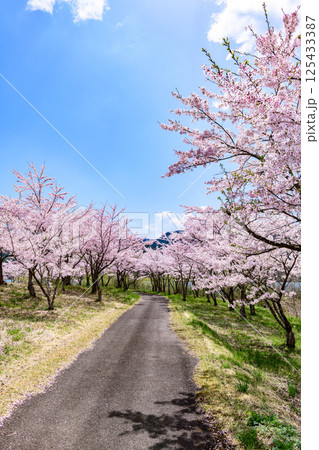 蔵王山麓 七ヶ宿ダム公園 春 蔵王山麓 七ヶ宿ダム公園 春 125433387