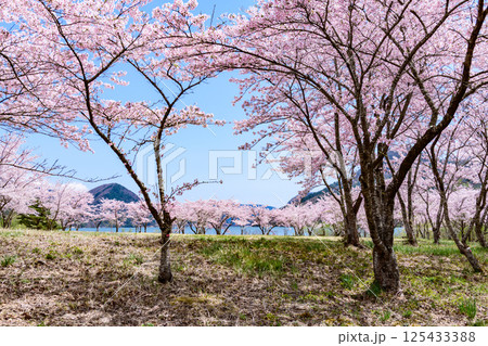 蔵王山麓 七ヶ宿ダム公園　春 125433388