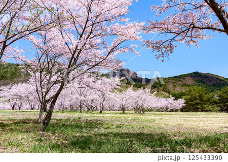 蔵王山麓 七ヶ宿ダム公園　春 125433390