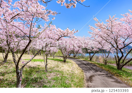 蔵王山麓 七ヶ宿ダム公園　春 125433393