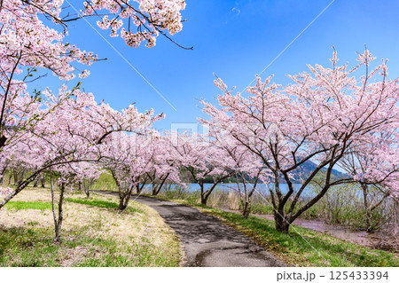 蔵王山麓 七ヶ宿ダム公園　春 125433394